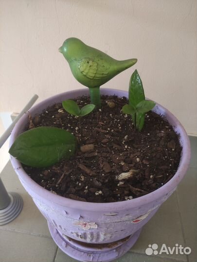 Замиокулькас в большом керамическом горшке