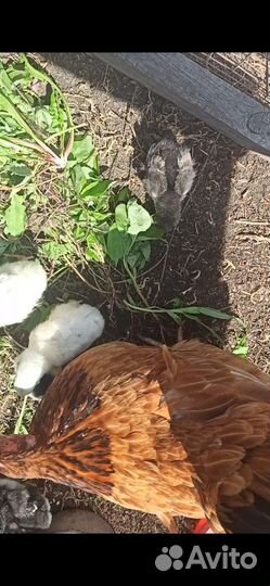 Домашняя птица цыплята с квочкой