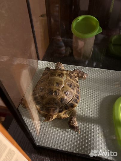 Черепаха сухопутная с террариумом