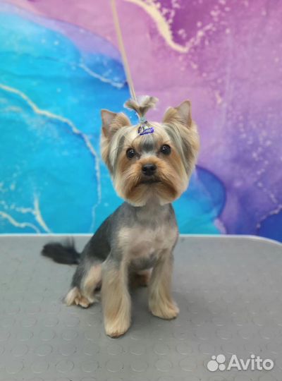 Йоркширский терьер