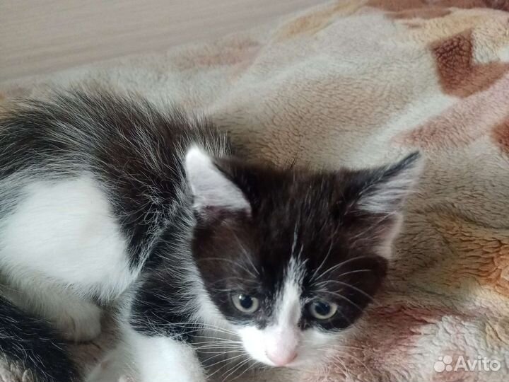 Кошка в дар