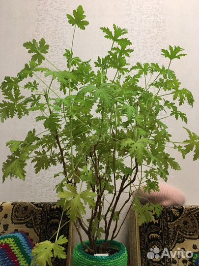 Душистая герань