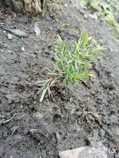 Можжевельник