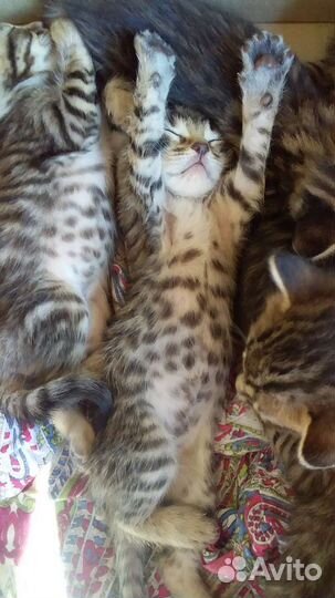 Бенгальская