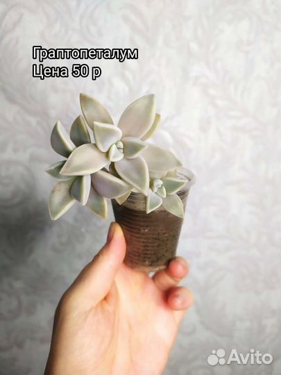 Суккуленты
