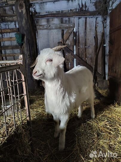 Зааненская коза