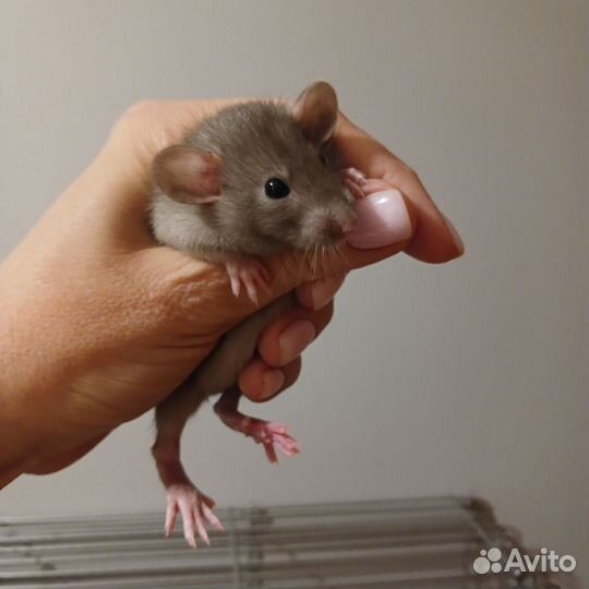 Крыса дамбо голубая