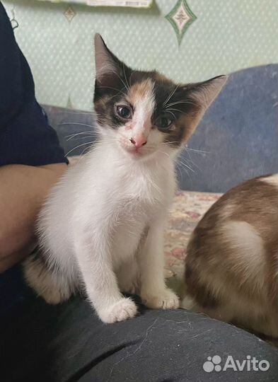 Котята девочки