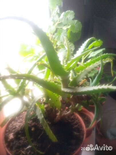 Алое лечебный,возраст 5лет,продаются ветками