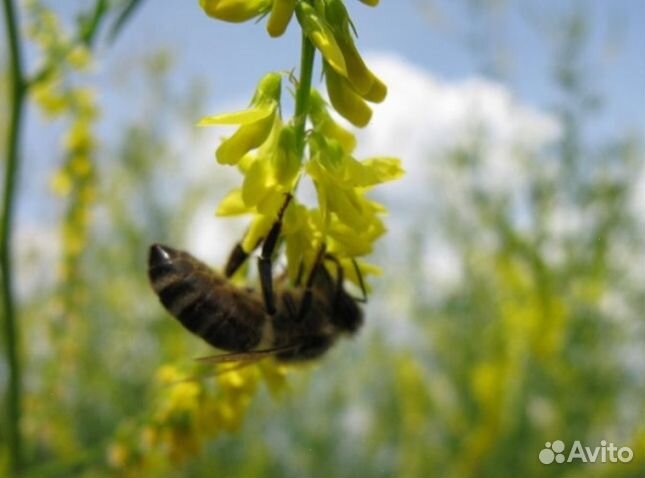 Мёд 24 года натуральный опт