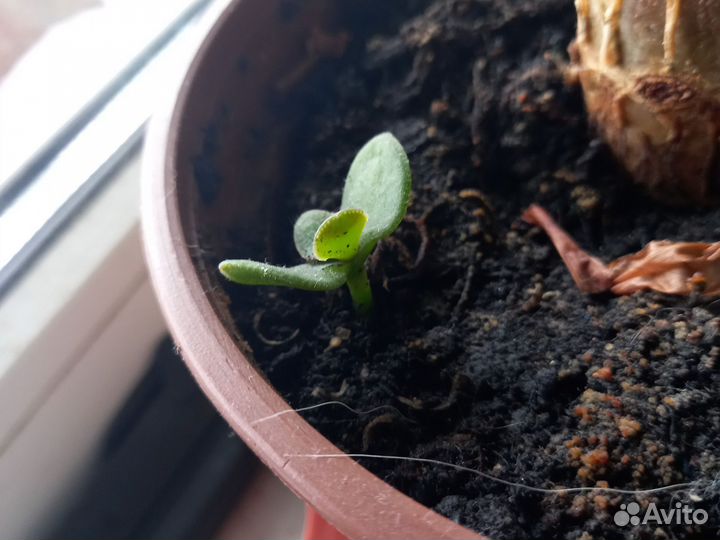 Молочай,кактус,денежное дерево ростки