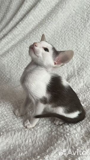 Ориентальные котята