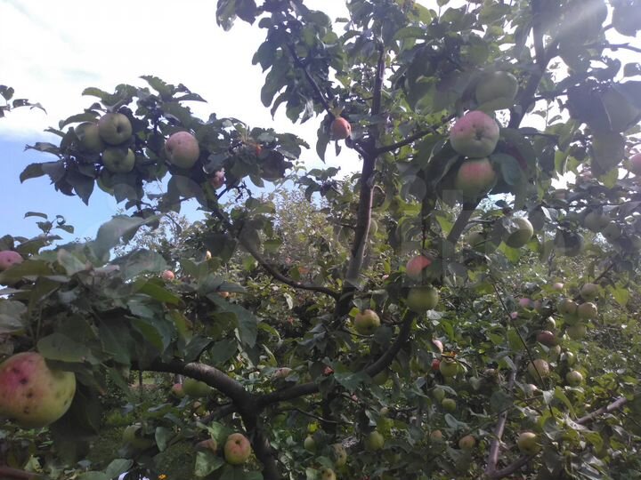 Участок 15 сот. (СНТ, ДНП)