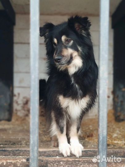 Красивая собака ищет дом в добрые руки
