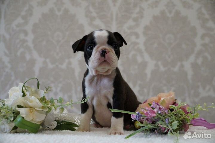 Бостон терьер. Щенки