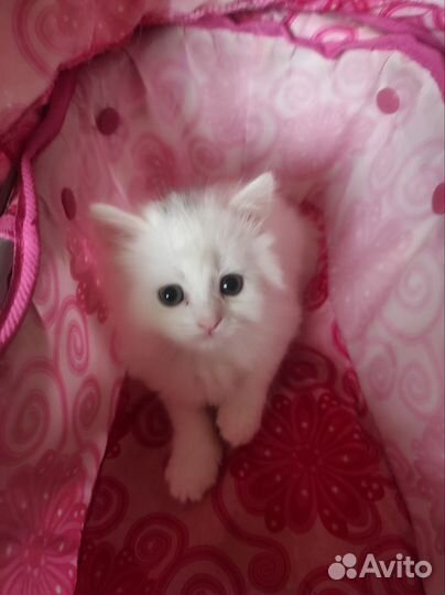 Котята турецкой ангоры