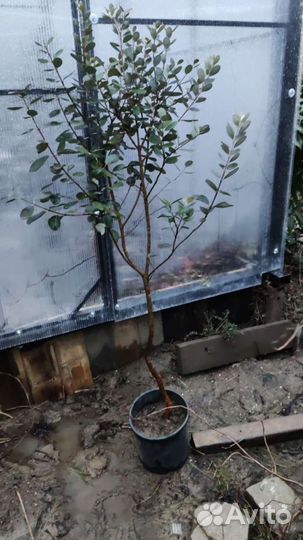 Саженцы фейхоа