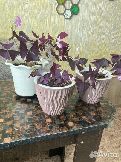 Оксалис (кислица)