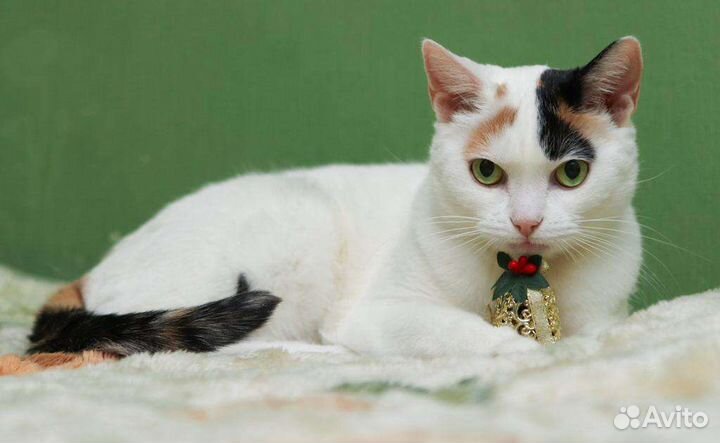 Невероятная кошка Белочка фенотип турецкий ван