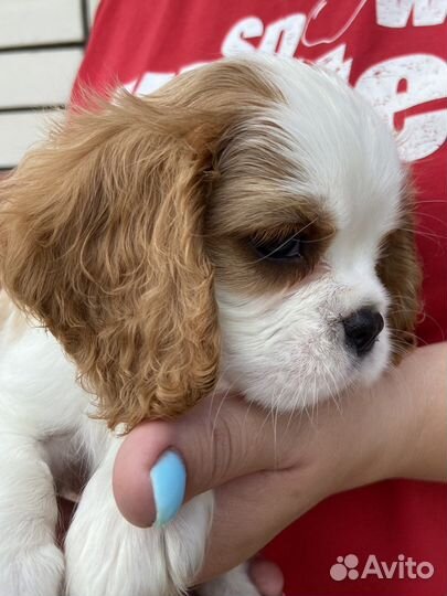 Кавалер кинг чарльз спаниель