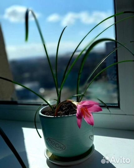 Зефирантес розовый, белый (выскочка)