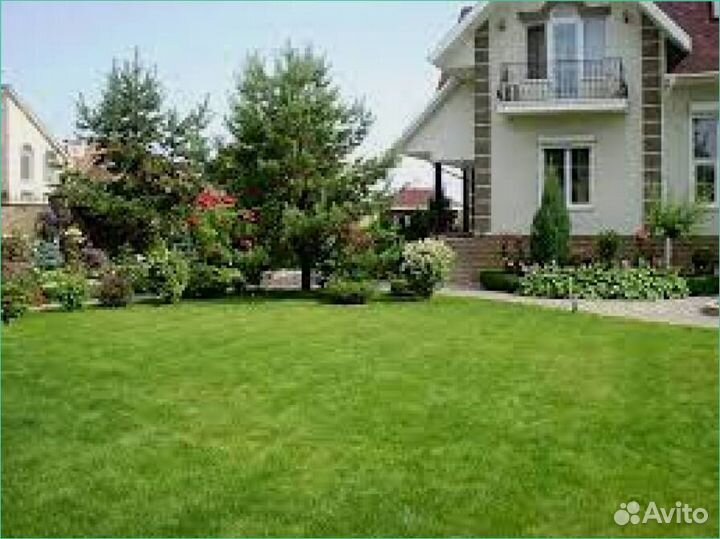 Семена газонной травы