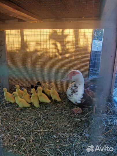 Утята индоутки