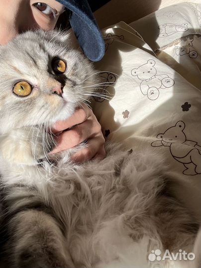 Шотландская длинношерстная вислоухая кошка