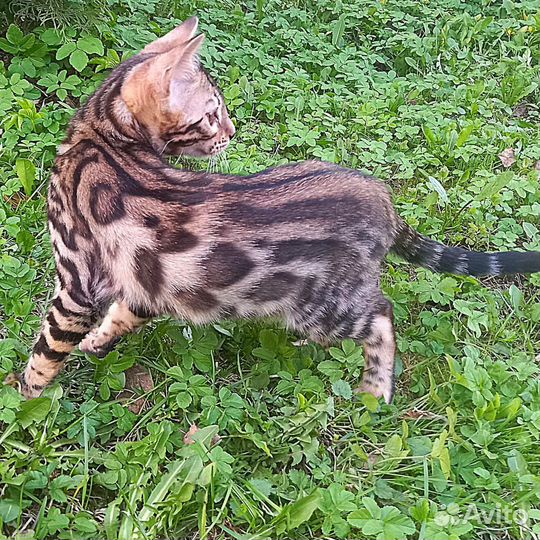 Продам бенгальскую кошечку