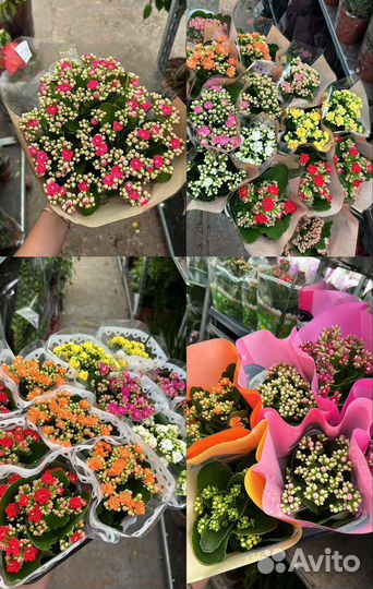 Цветы ко Дню Учителя