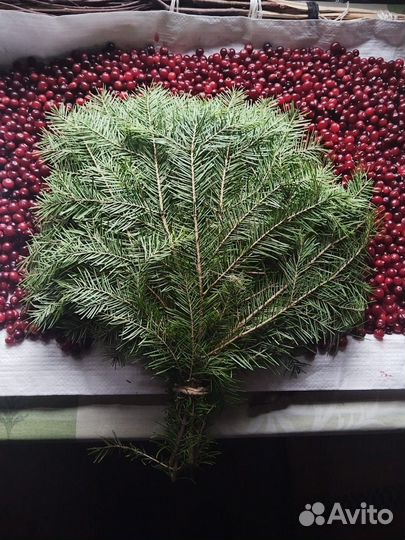 Веники для бани пихтовые