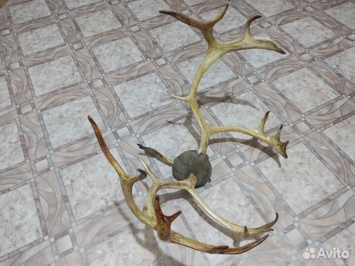 Рога оленя