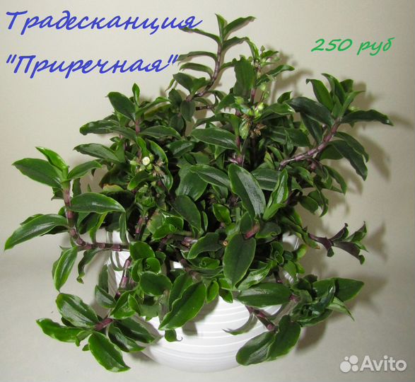 Комнатные цветы