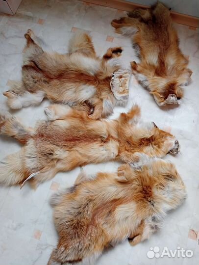 Шкуры лисы