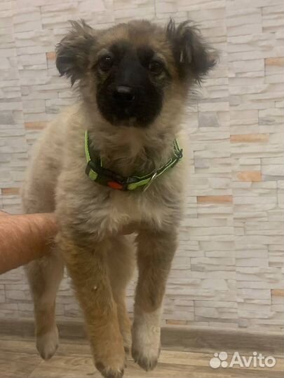 Собака в добрые руки щенок