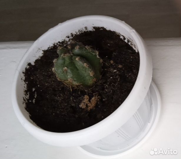 Кактус - отростки