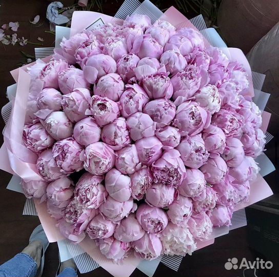 Голландские пионы сара бернар