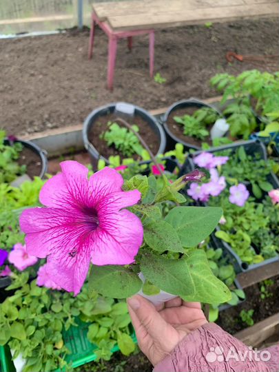 Рассада ампельной петунии