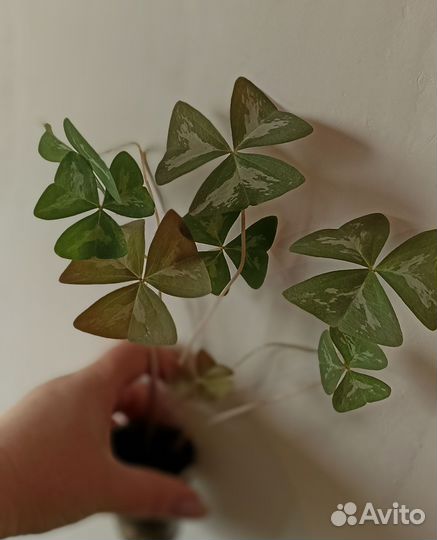 Оксалис Мармер