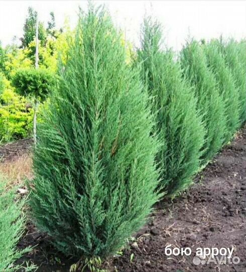Ель голубая Маджестик Блю, Мисти Блю, Можжевельник