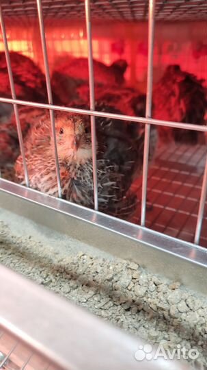 Яйца перепелиные (20 шт.), доставка по городу