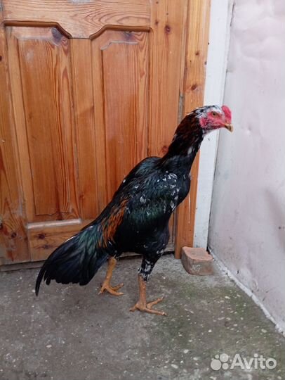 Бойцовый петя