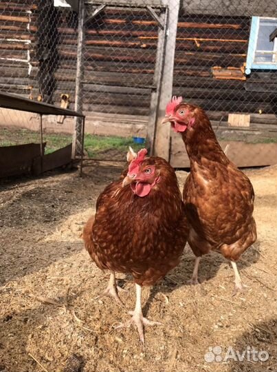 Куры несушки Ломан Браун