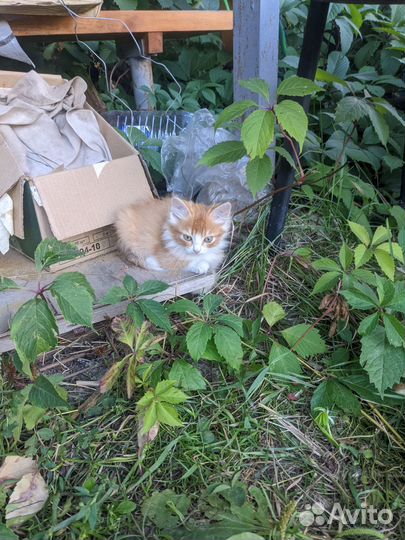Котики