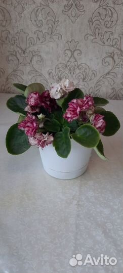 Фиалки. Бальзамин