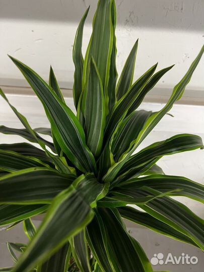 Драцена лемон лайм 3 ствола H 120 см /лечуза