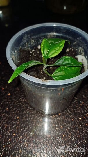 Клеродендрум отроски