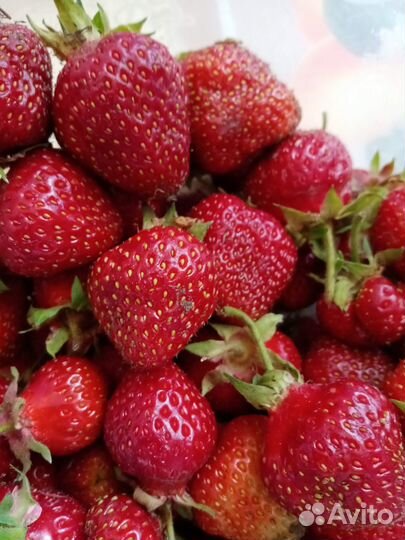 Саженцы виктории раннего сорта, Даренка