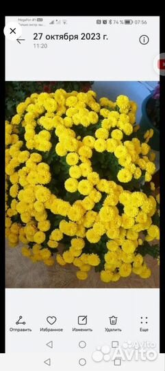 Хризантемы мультифлора