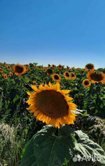 Семена подсолнечника